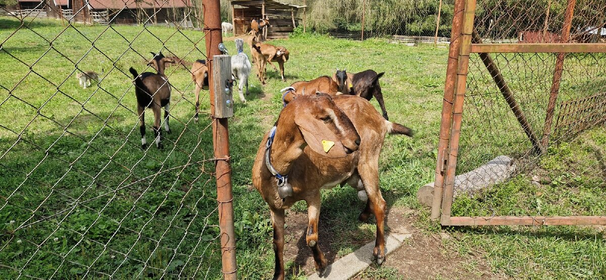 Angulobijske kozy - 8