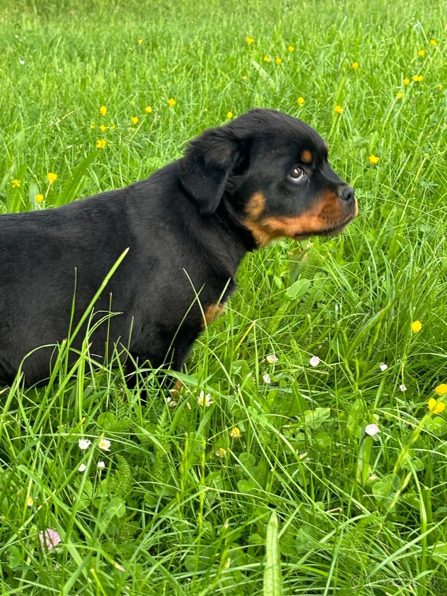 Rotvajler, rtw, rottweiler - 8