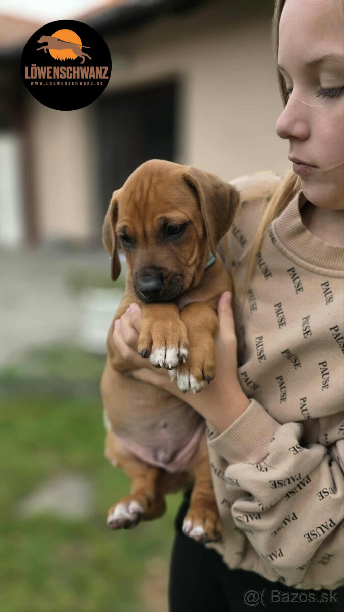 Rhodesian Ridgeback / Rodézsky ridgeback s fci PP - 8