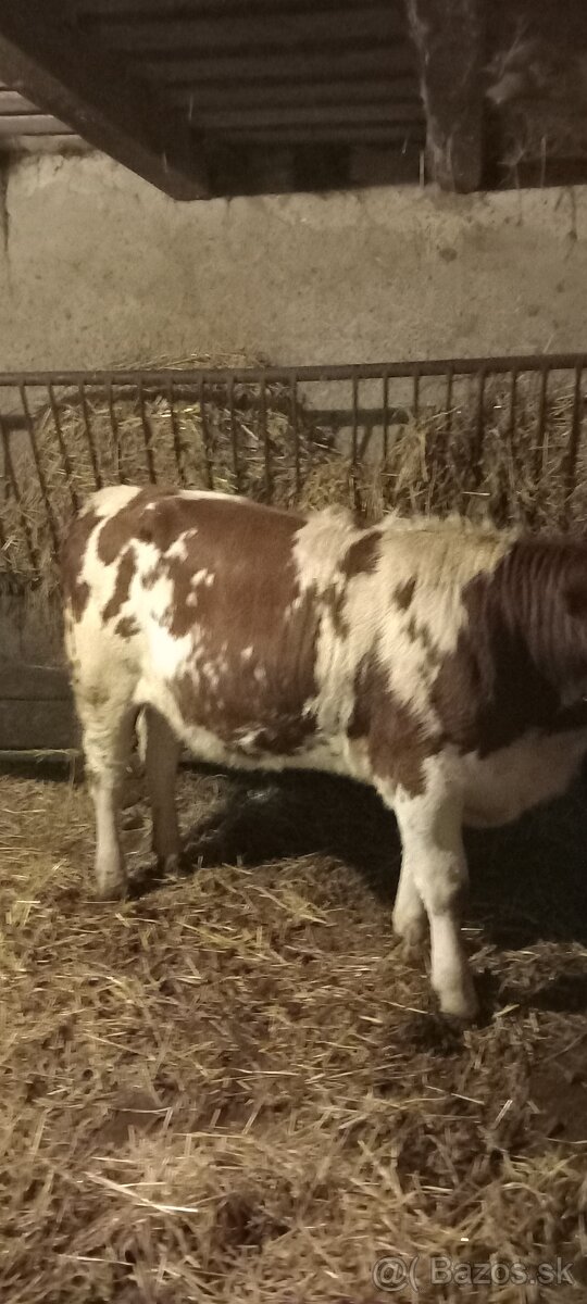 Predám býka Simental a jalovicu SS - 8