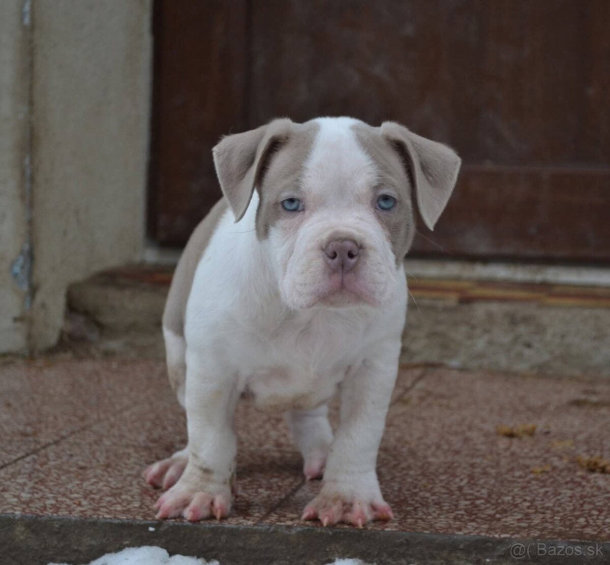 American bully pocket / standard - 8