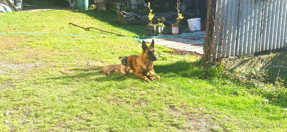 Belgický ovčiak malinois - 8