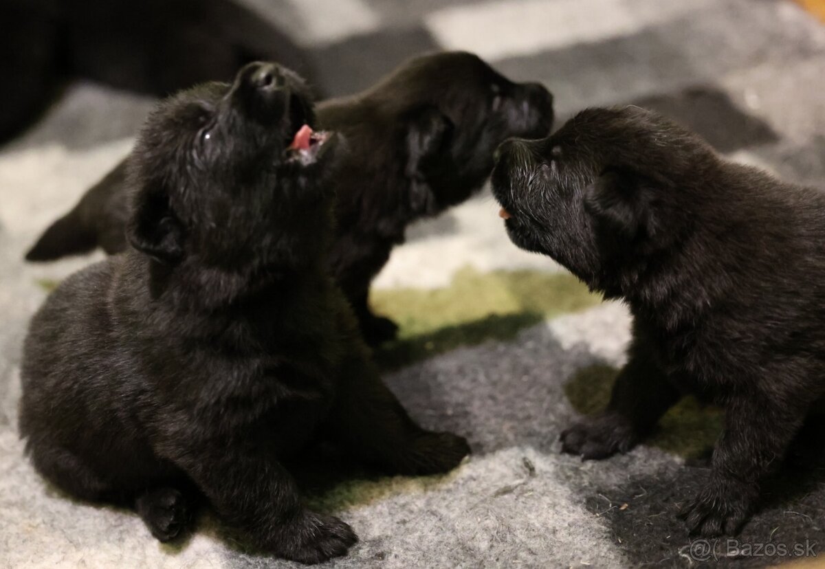 Nemecký ovčiak s PP - 8