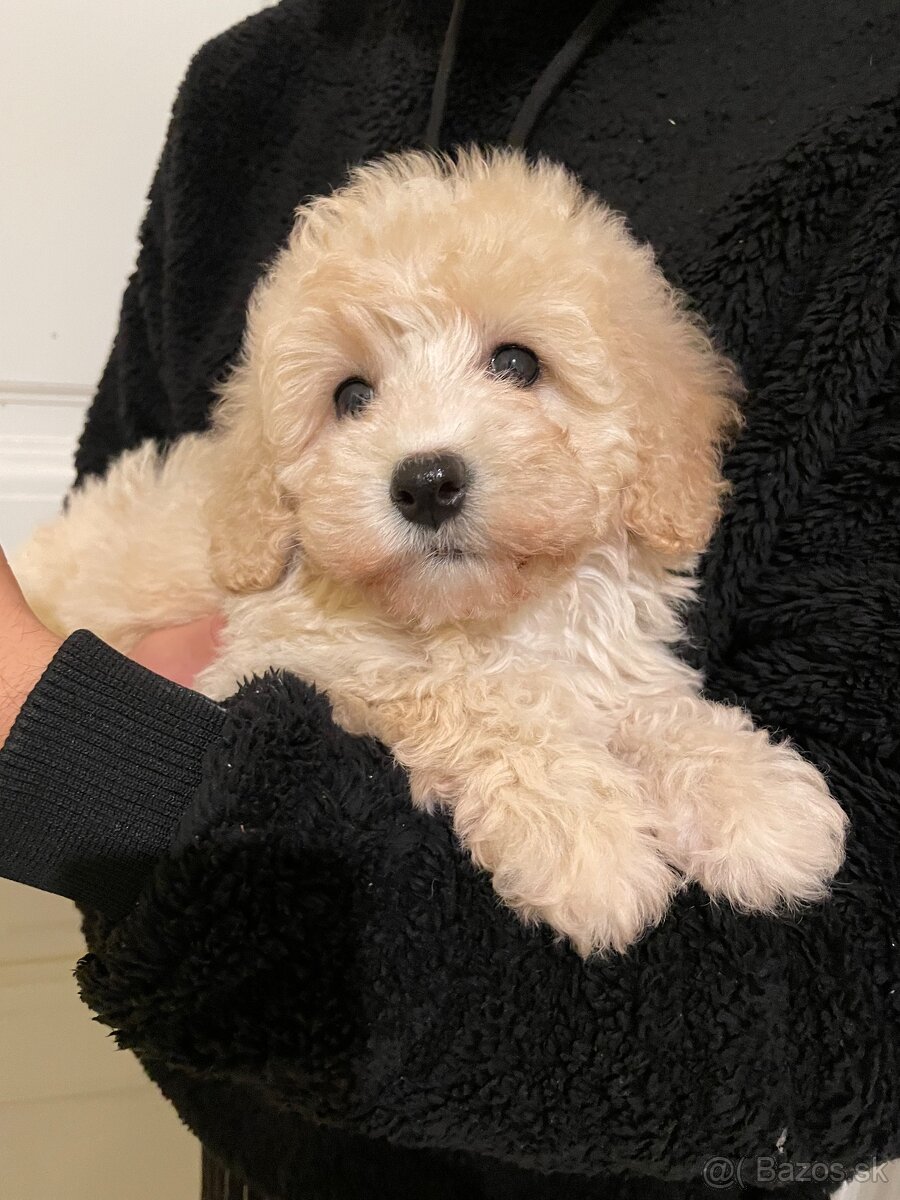 Maltipoo - 8
