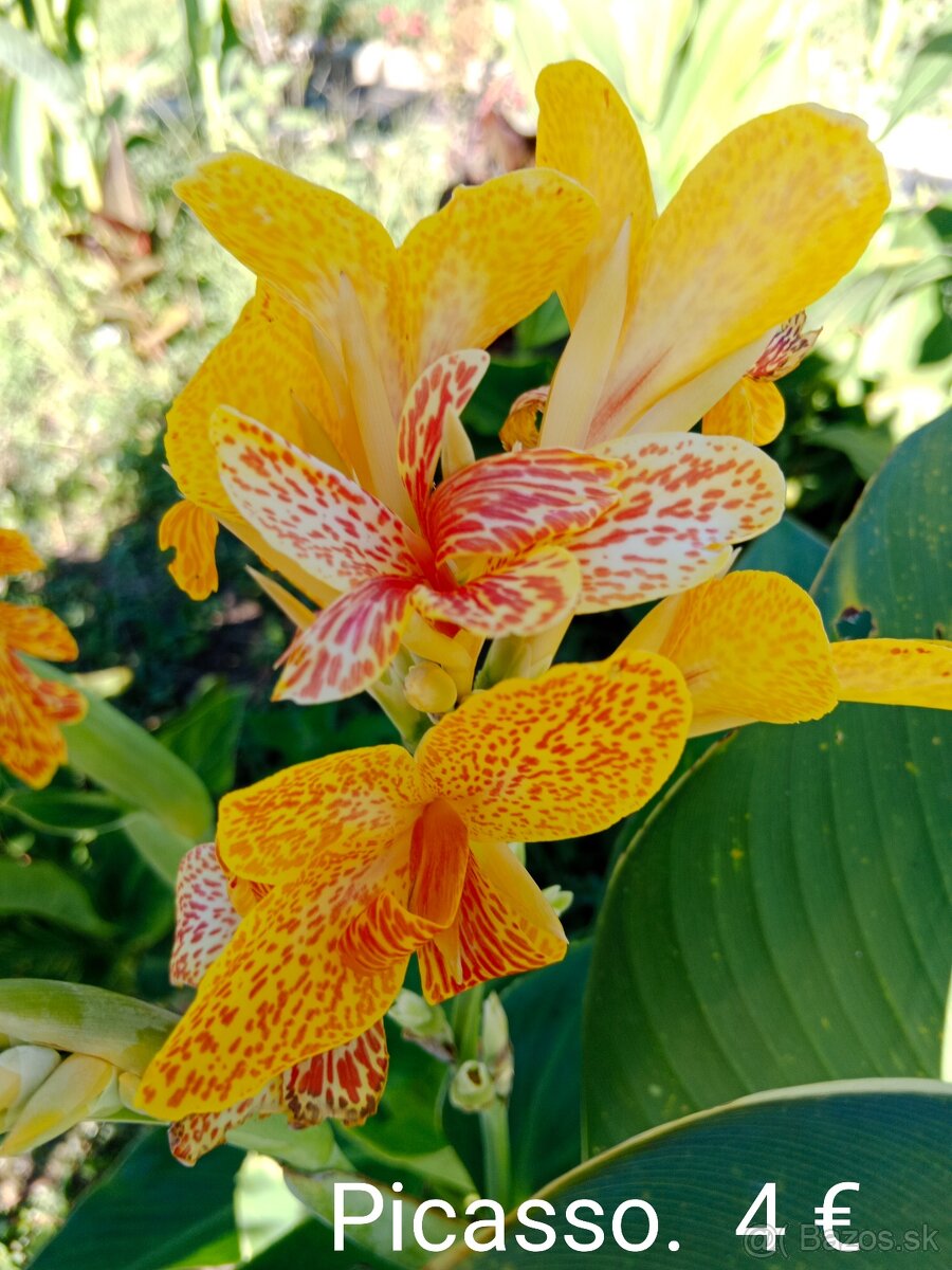 Kana indická (Canna indica) hľúzy. - 8