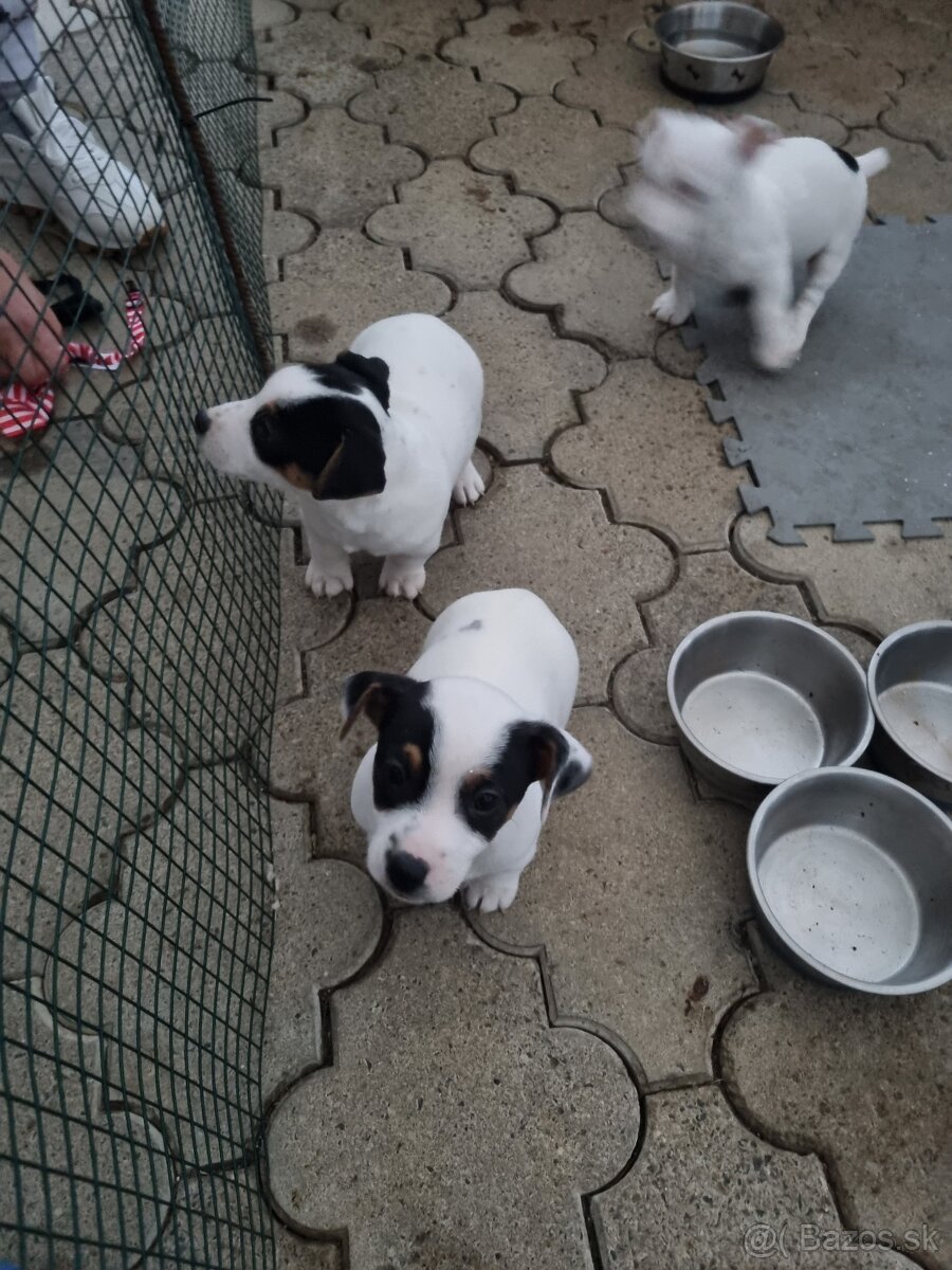 Predam štenatá Jack Russel terier - 8