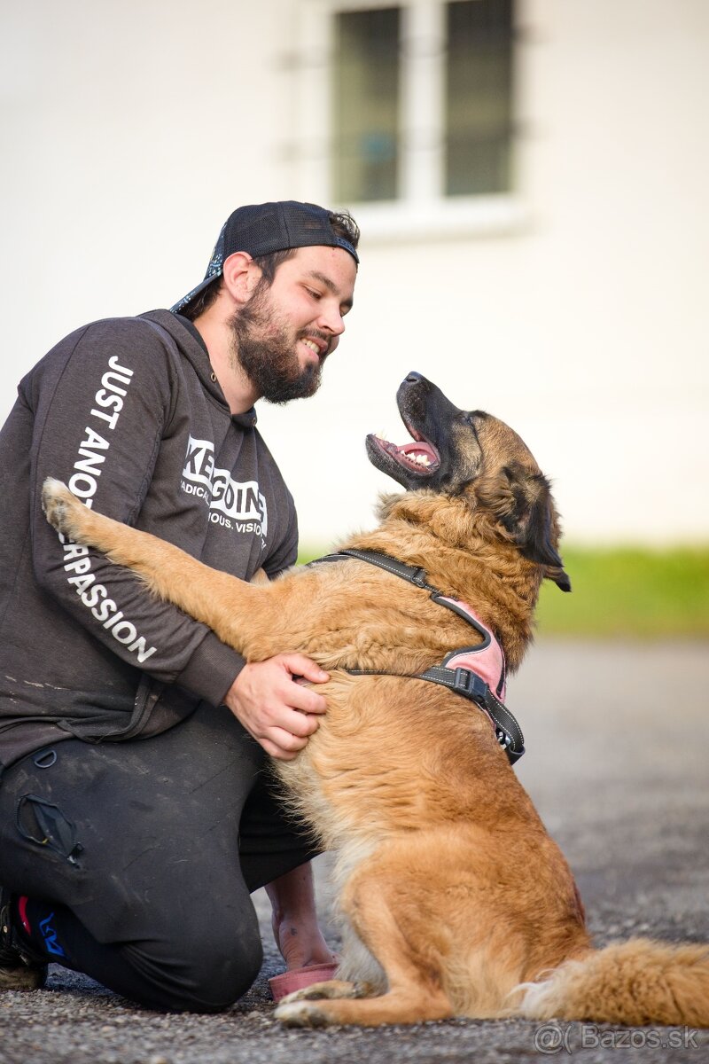 Darujem mohutnú sučku pandu - mix leonberger - 8