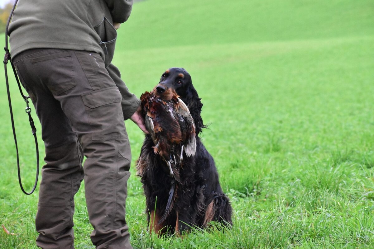 Gordon seter s PP, Gordonsetr, setr - 8