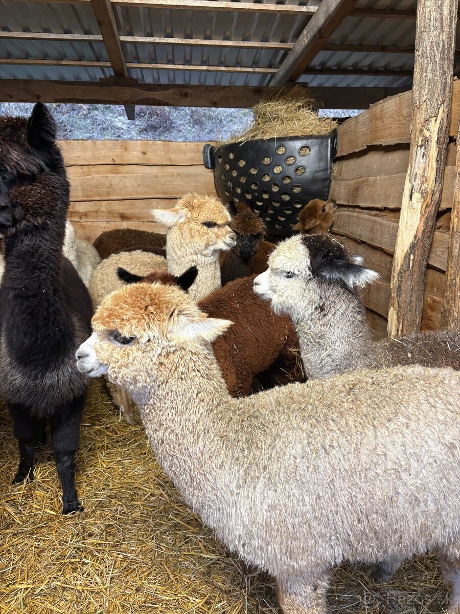 Alpacas - 8