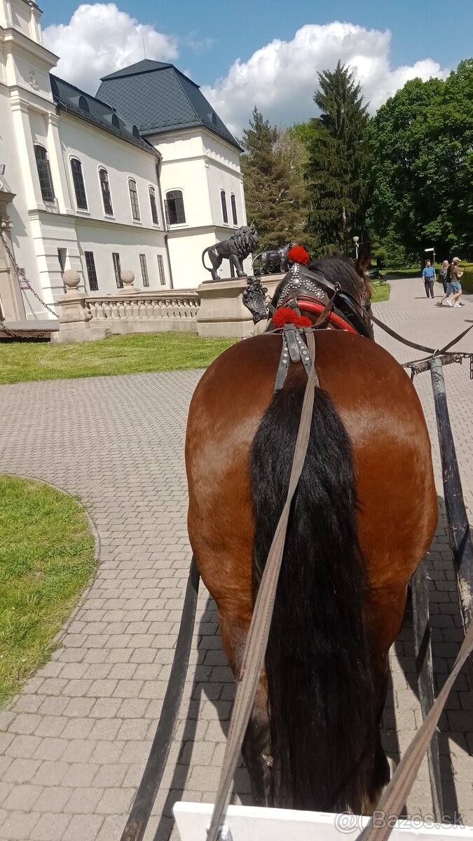 Predám ťažnu kobylu - 8