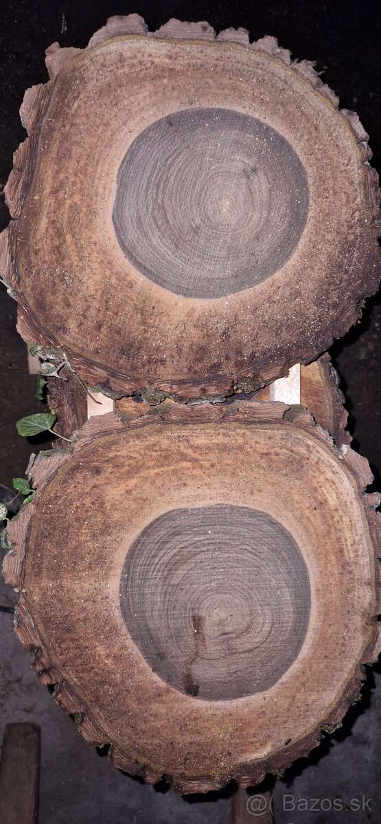 Orechové priečne rezy čerstvé - 8