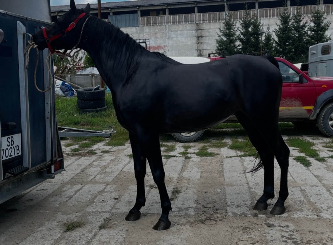 Arabský plnokrvník - 8