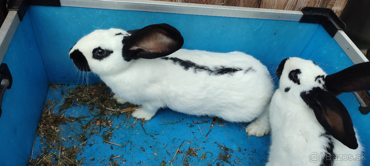 Predám zajacov NOS - 8