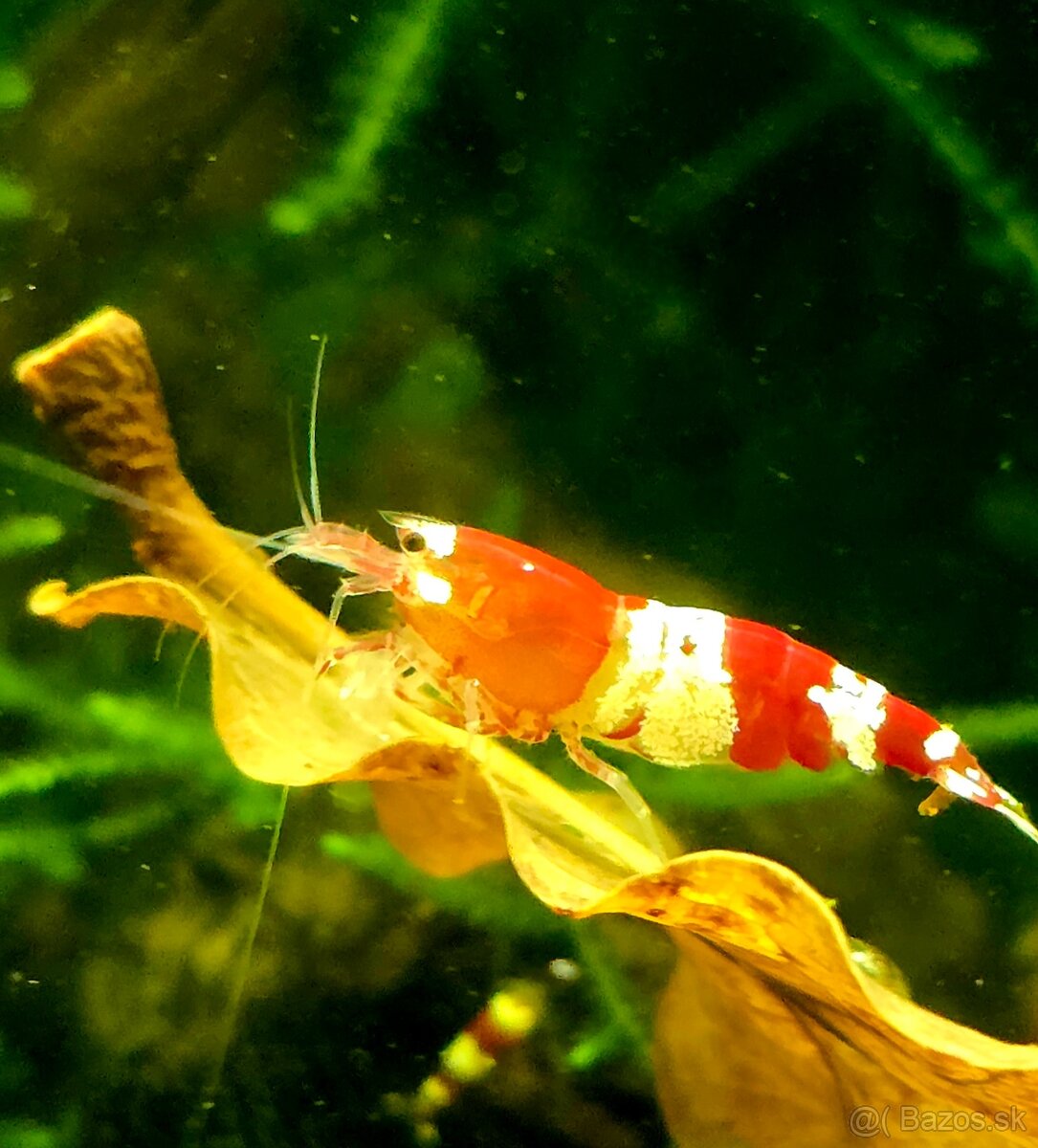 Krevetky Caridina Crystal Black a Crystal Red - 8