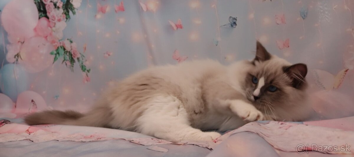 Ragdoll kocúrik s PP - 8