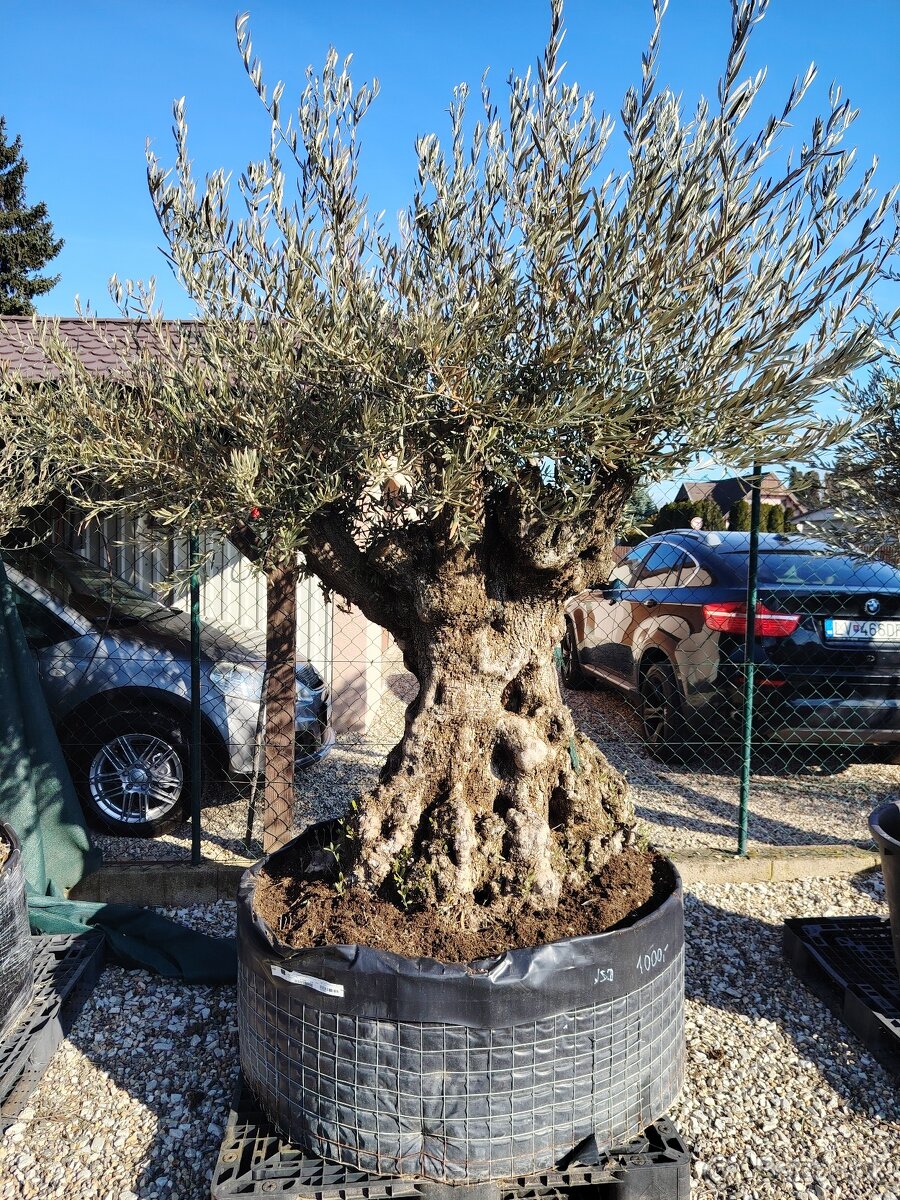 Olivovník Europea - 8