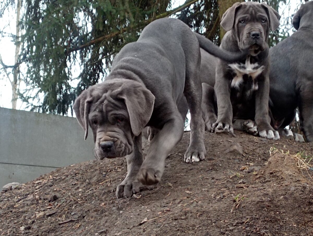 Cane Corso - 8