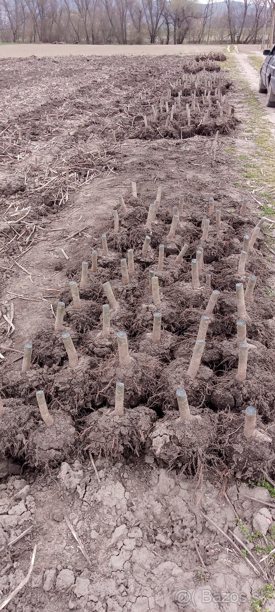 Paulownia Shan Tong Agát sadenice - 8