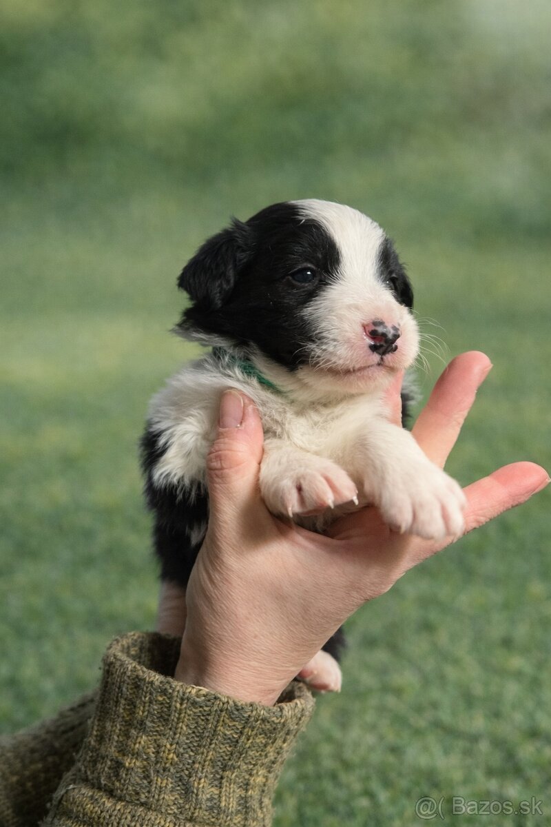 Šteniatka Border kolia - 8