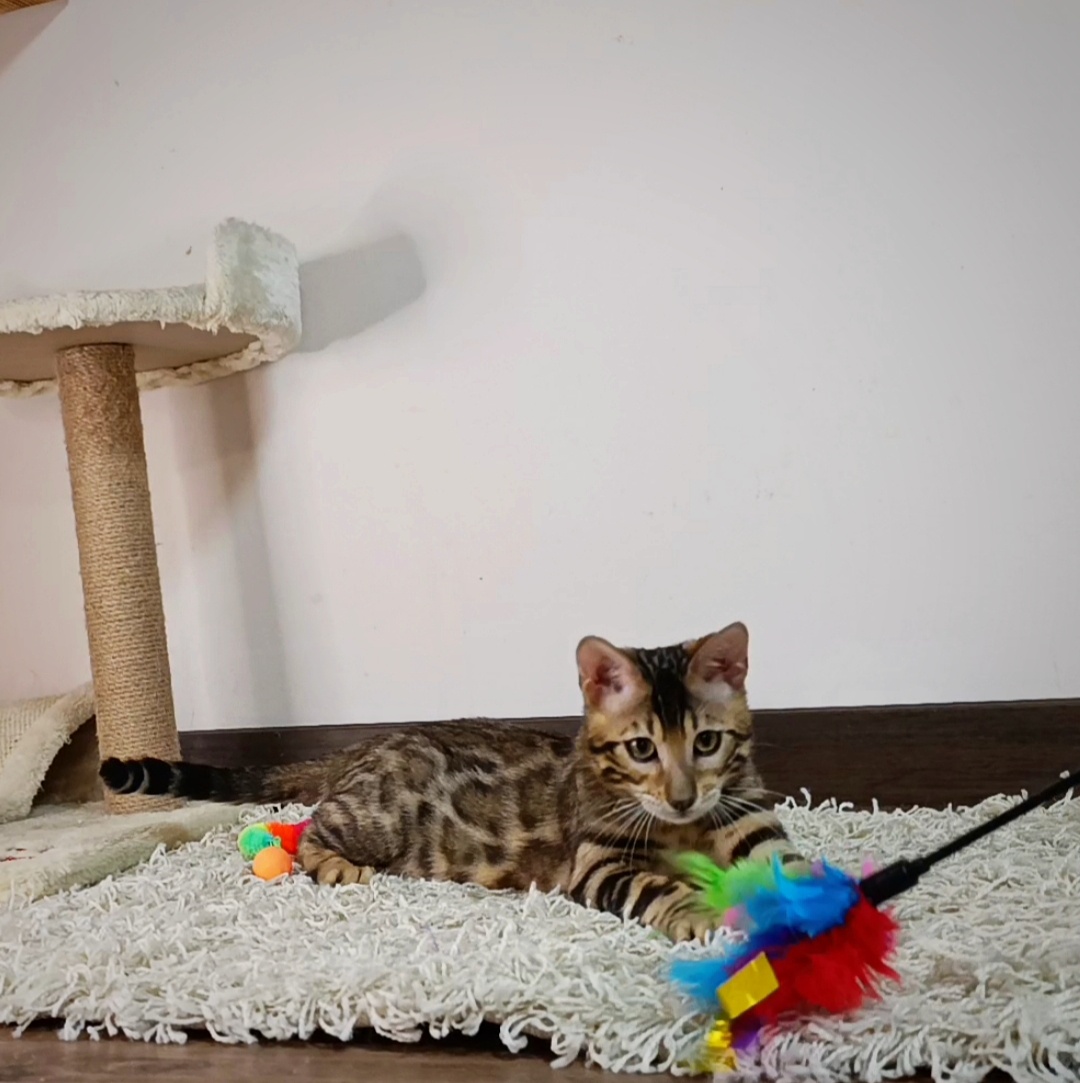 Bengálska mačka na predaj - 8