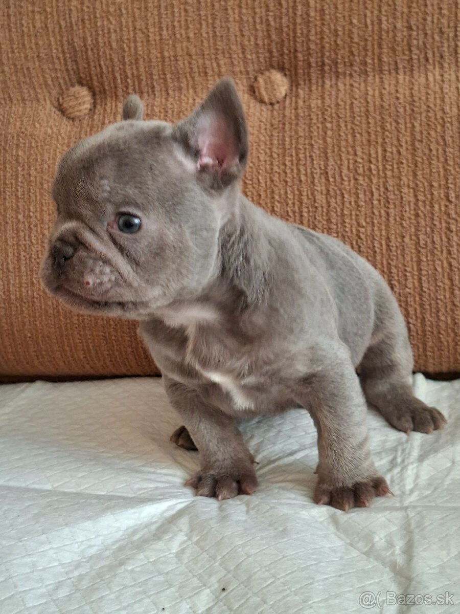 Francúzsky buldoček modrý( lilac) - 8