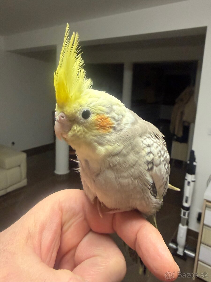 Korela Maznačik krotká - 8