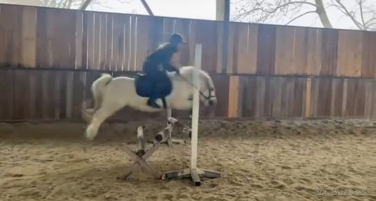 Poník na prenájom - 8