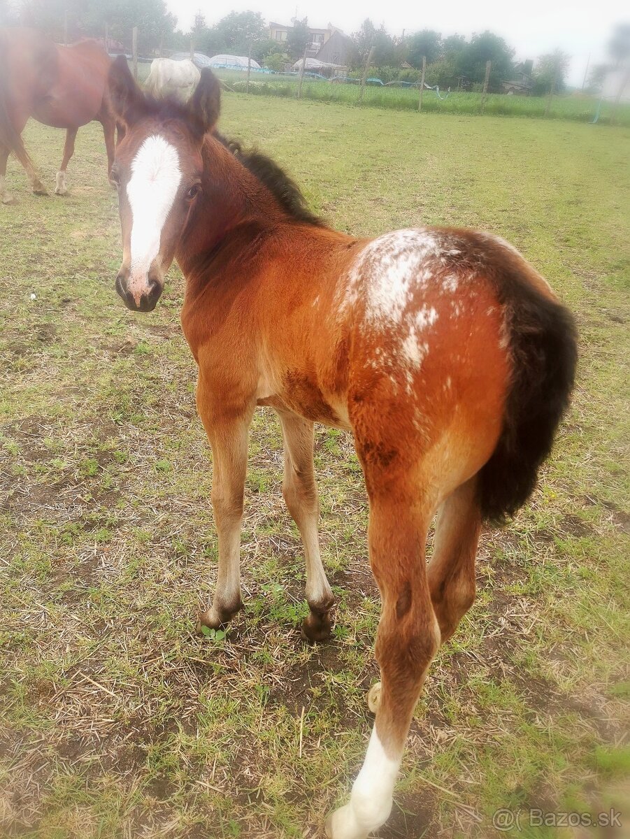 Kobyla appaloosa - 8