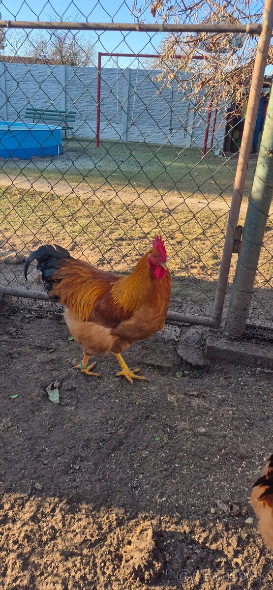 Hempšír na predaj - 8