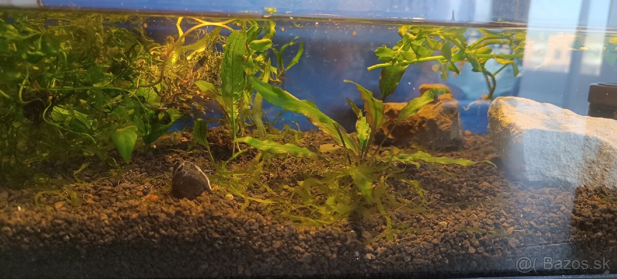 Akvarium - 8