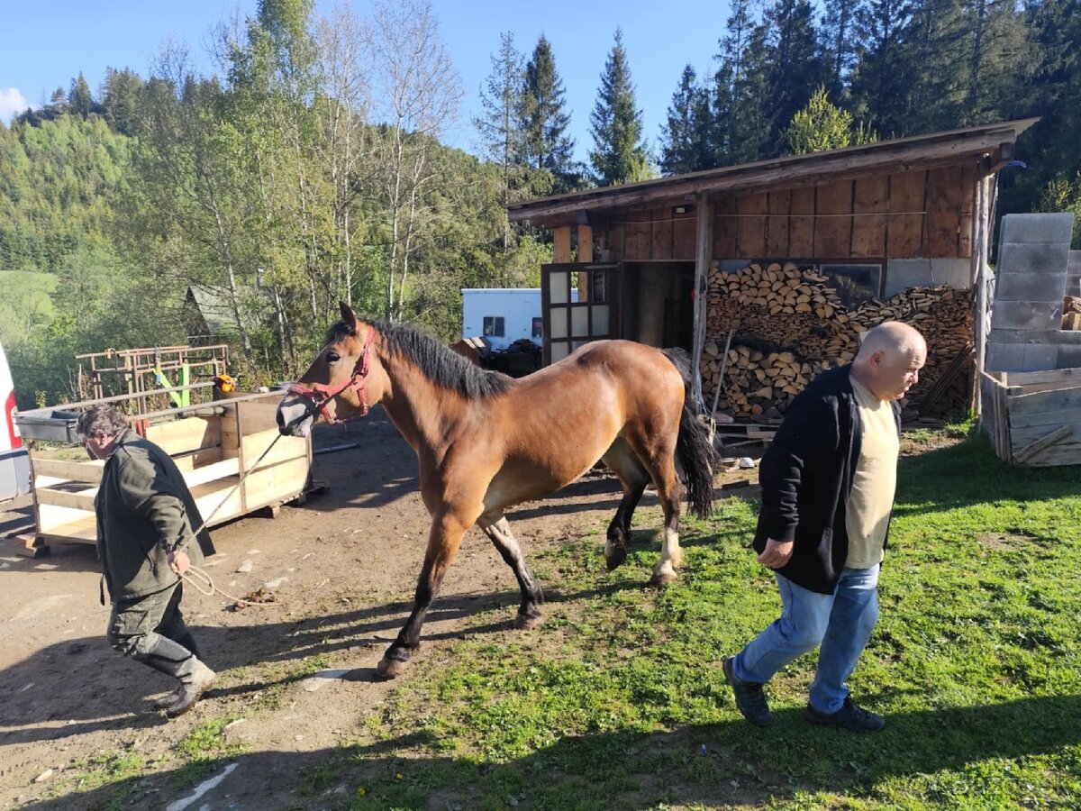 Na predaj ťazna kobyla - 8