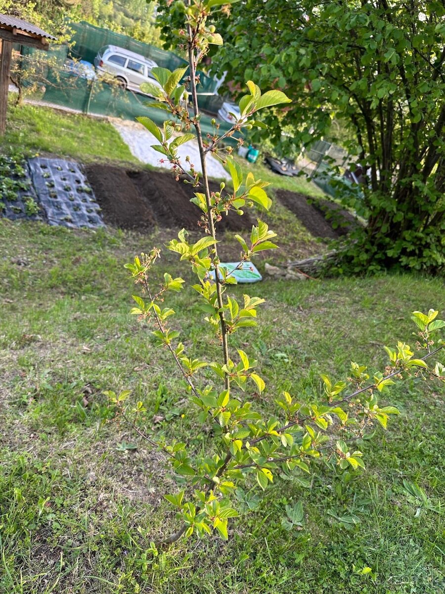 Predaj záhradnej chatky na dubni - 8