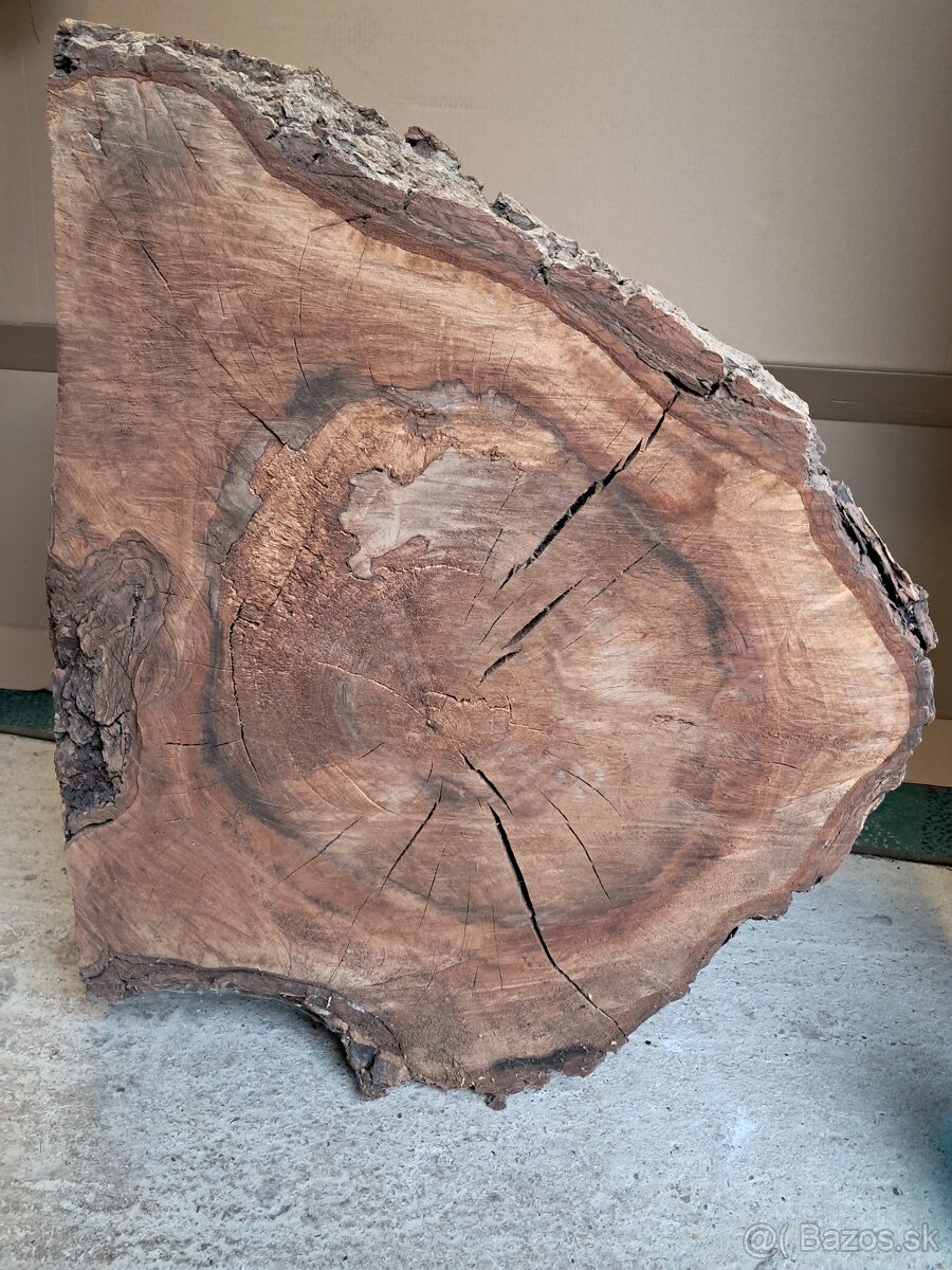 Orechovy kmen drevo - 8