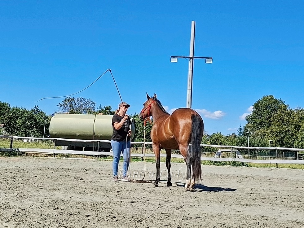 Predám 3/4 qh kobylku - 8
