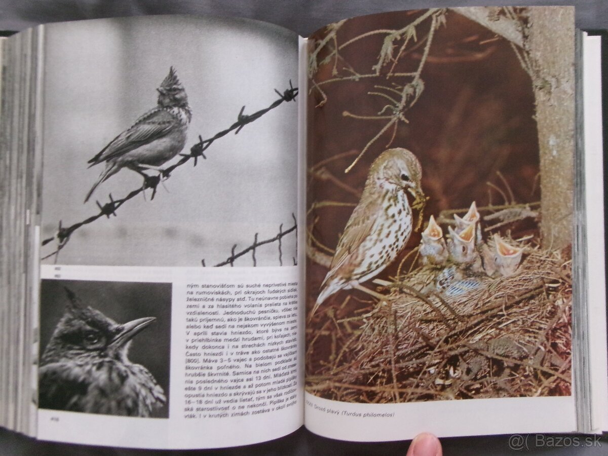 Veľký obrazový atlas vtákov - Jan Hanzák. - 8