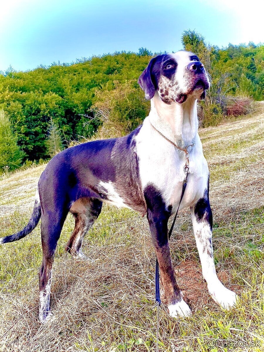 Louisianský leopardi pes - šteniatka s PP - 8