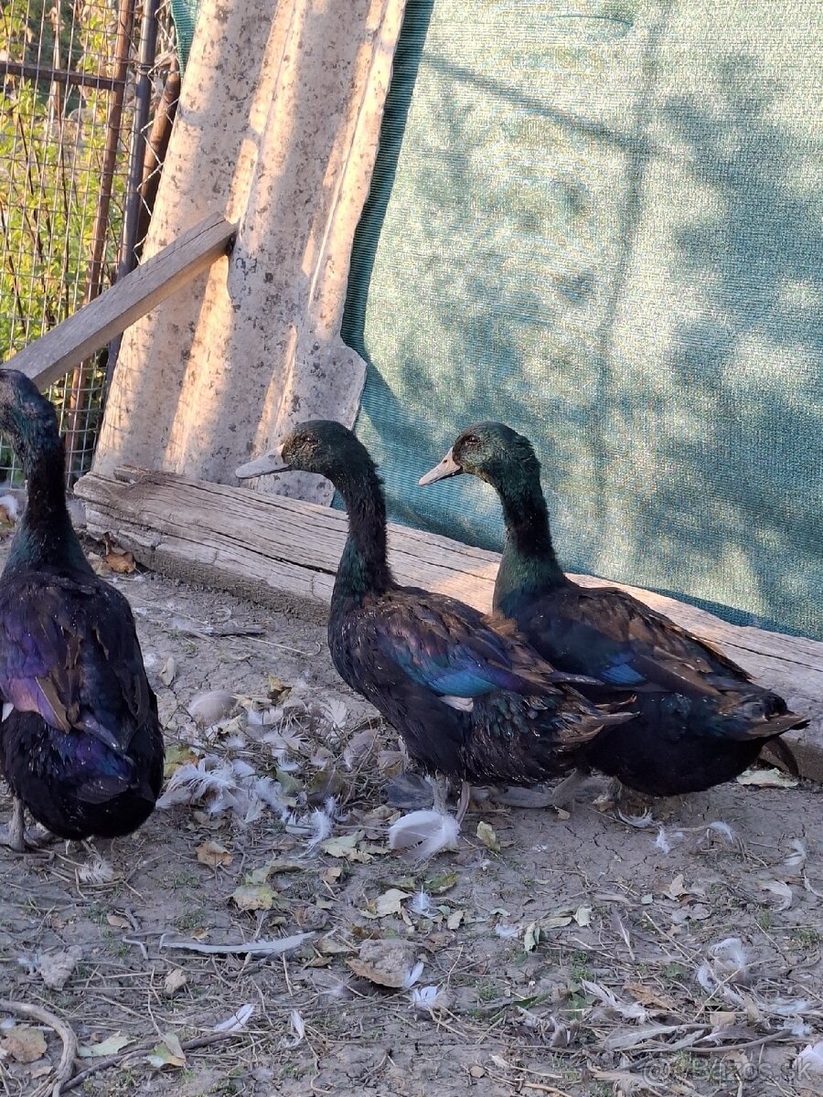 Kajuga káčer výmena alebo predaj - 8