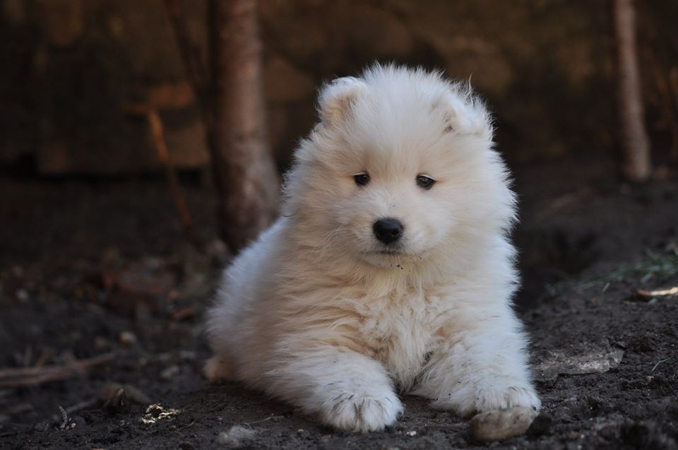 SAMOJED ŠTENIATKA S RODOKMEŇOM - 8
