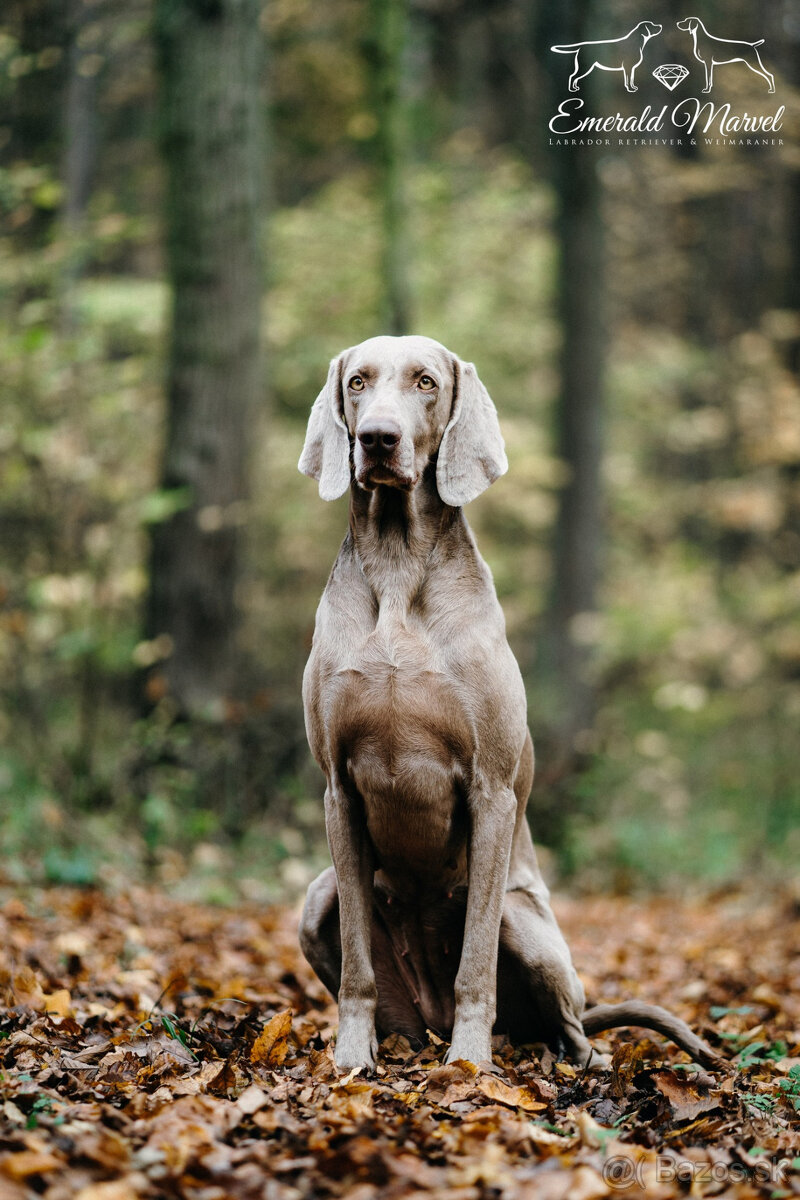 Weimarský krátkosrstý stavač - štěniatka s PP - 8