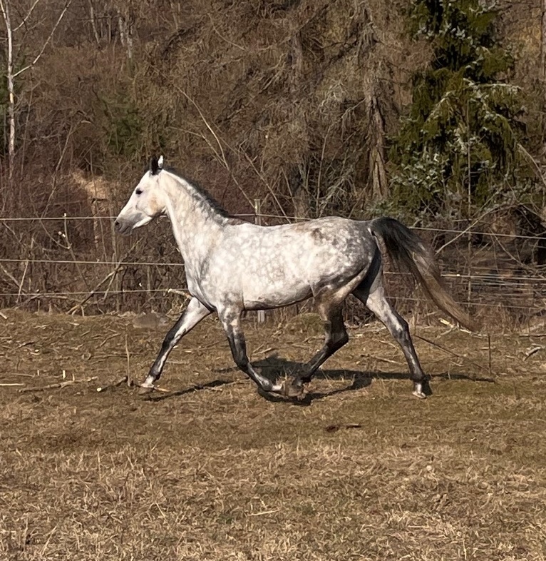 Pripúšťanie Shagya arab - 8