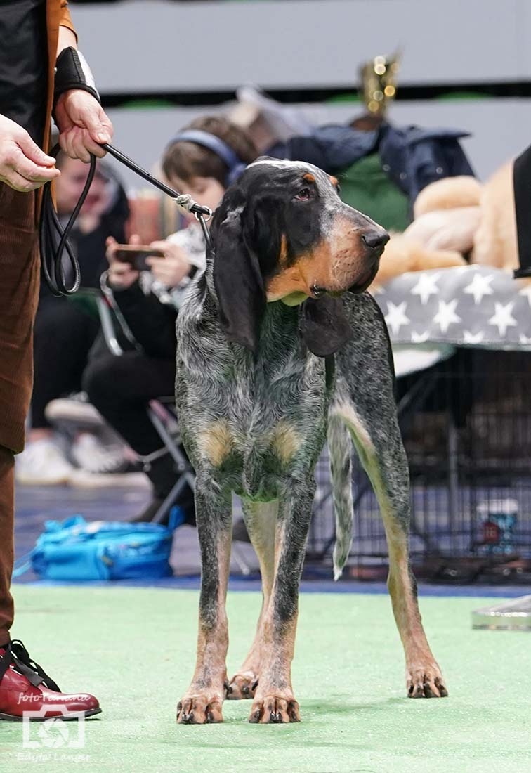 Velký gaskonský pes Grand Bleu de Gascogne s PP FCI - 8