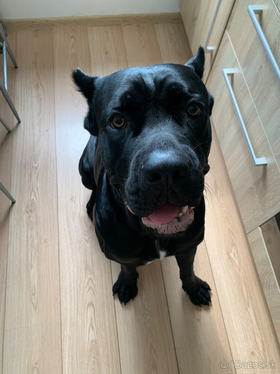 Cane corso - pes na krytie - 8