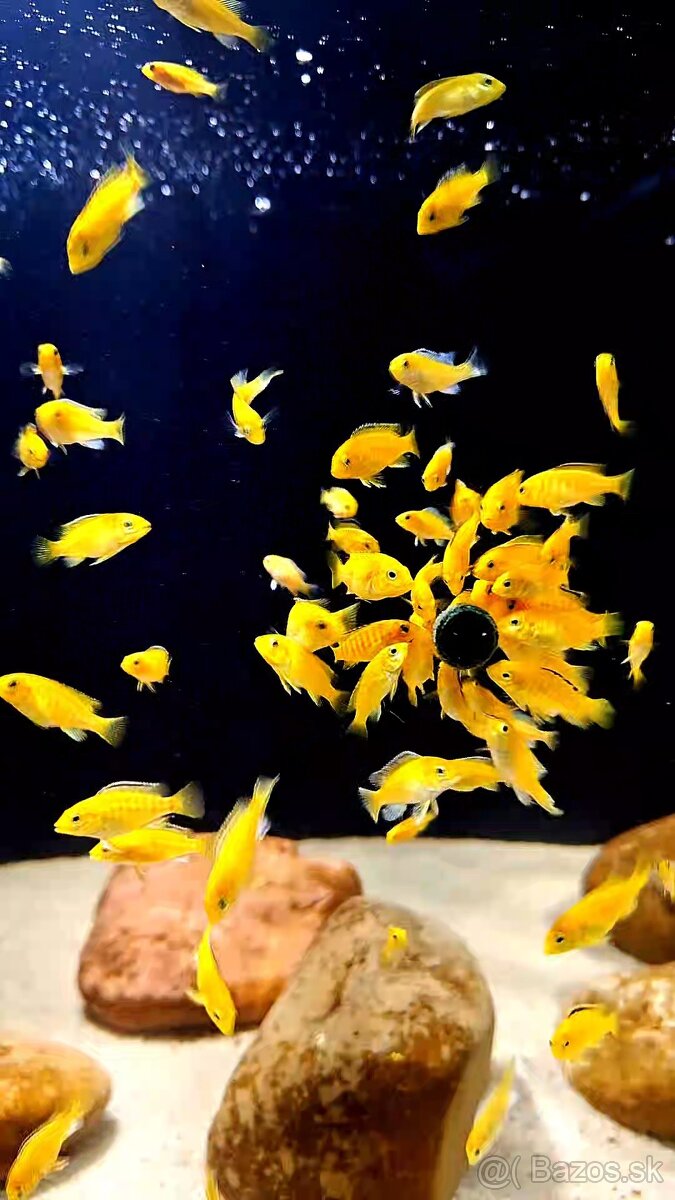 Africke cichlidy malawi - 8