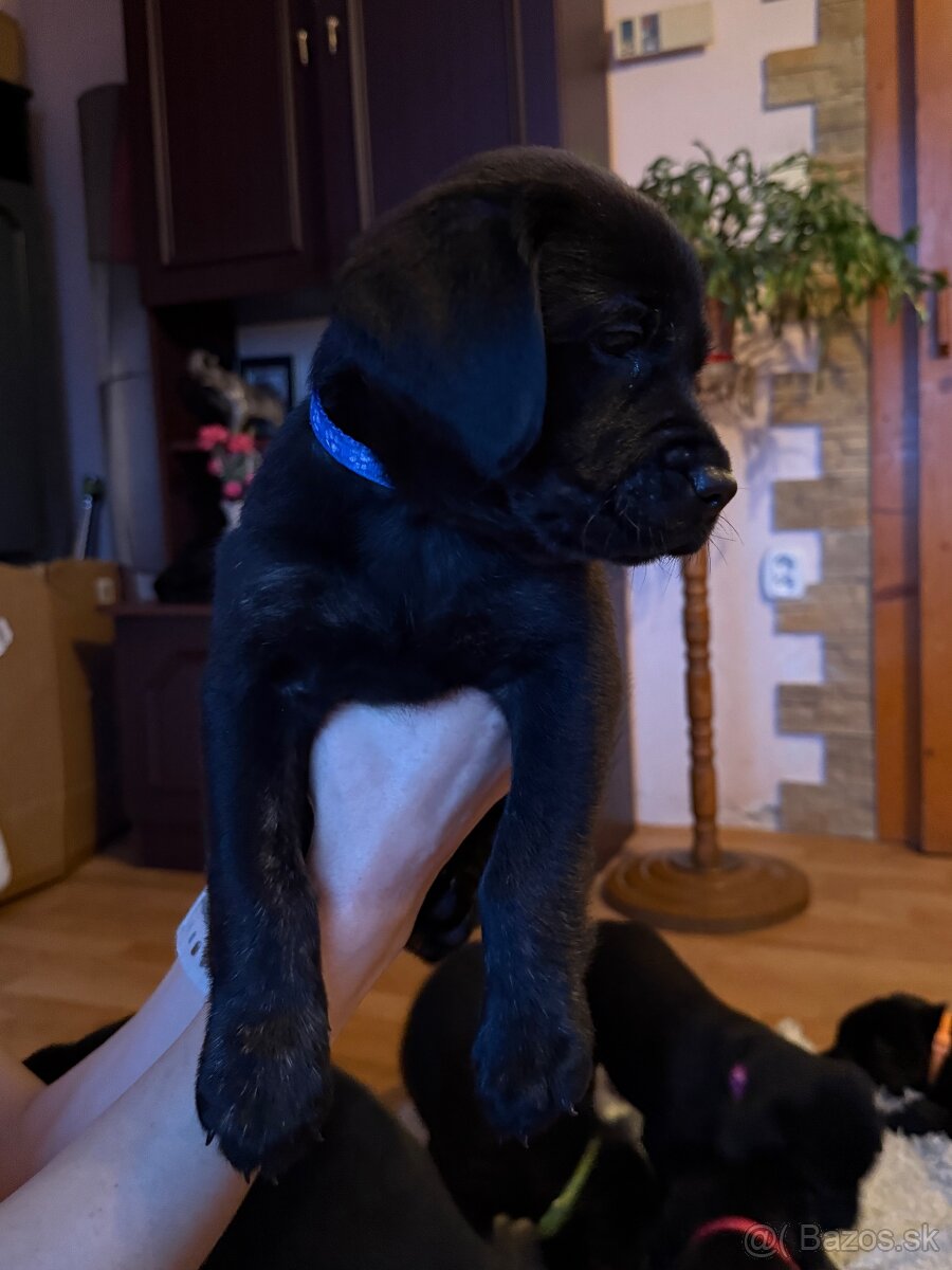 Šteniatka LABRADORA - 8
