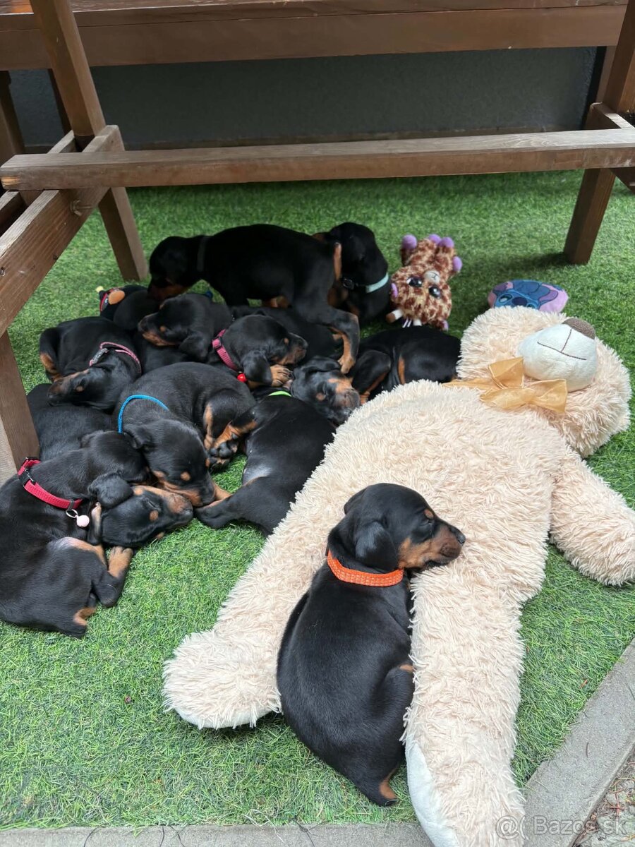 Šteniatka dobermana - 8
