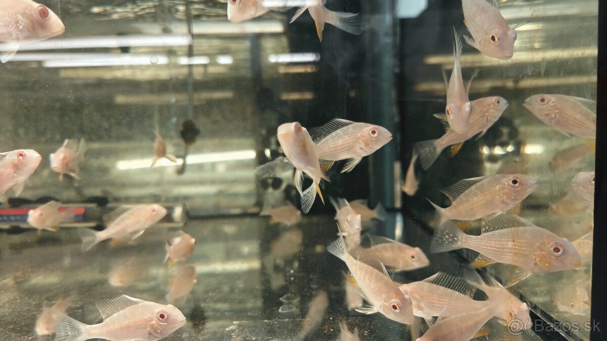 Akara Heckelli albino ,Heckeli - 8