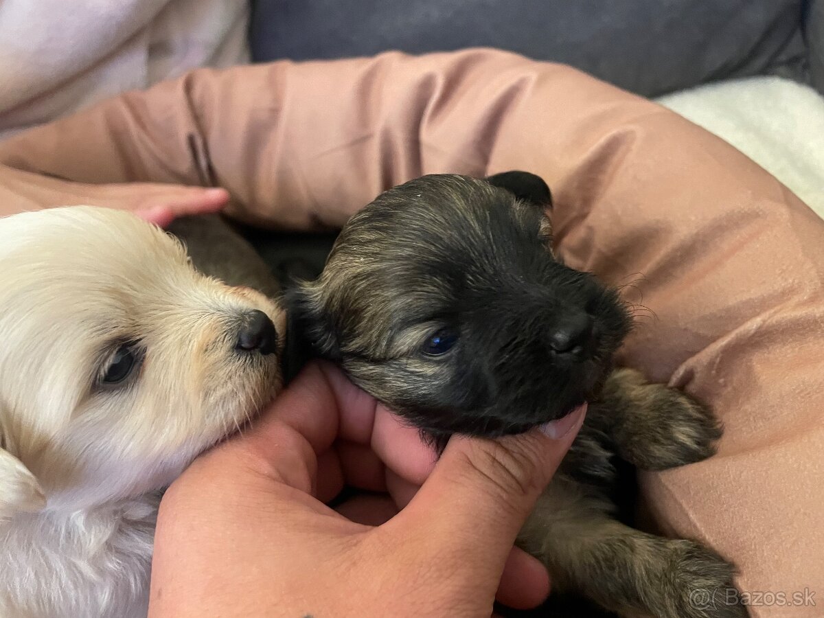 Šteniatka maltipoo - 8