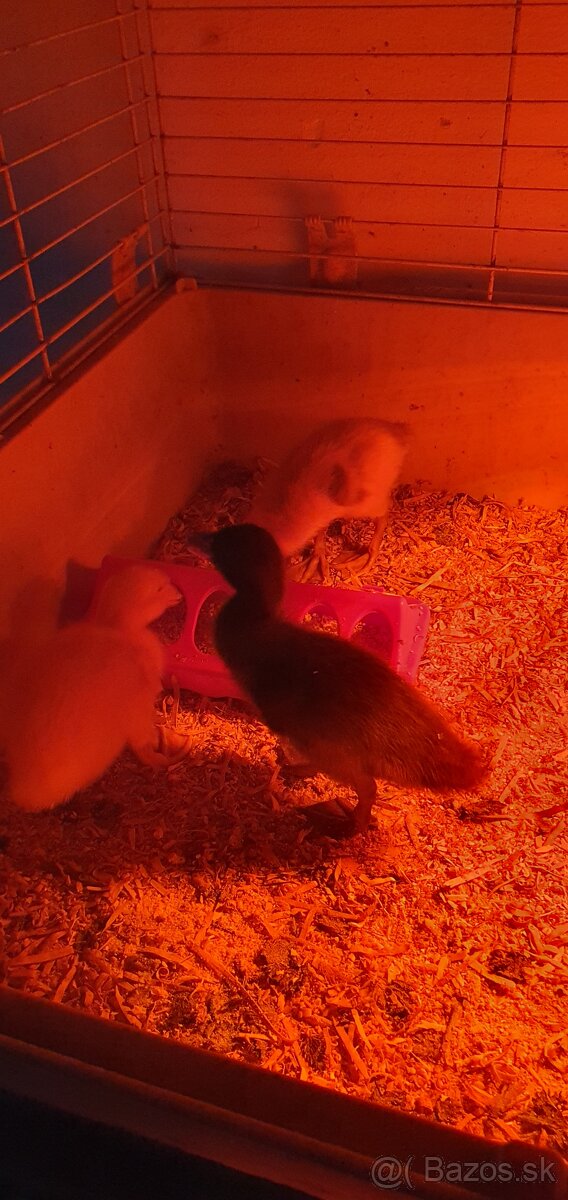 Indické bežce, indický bežec , kačka, kačky - 8