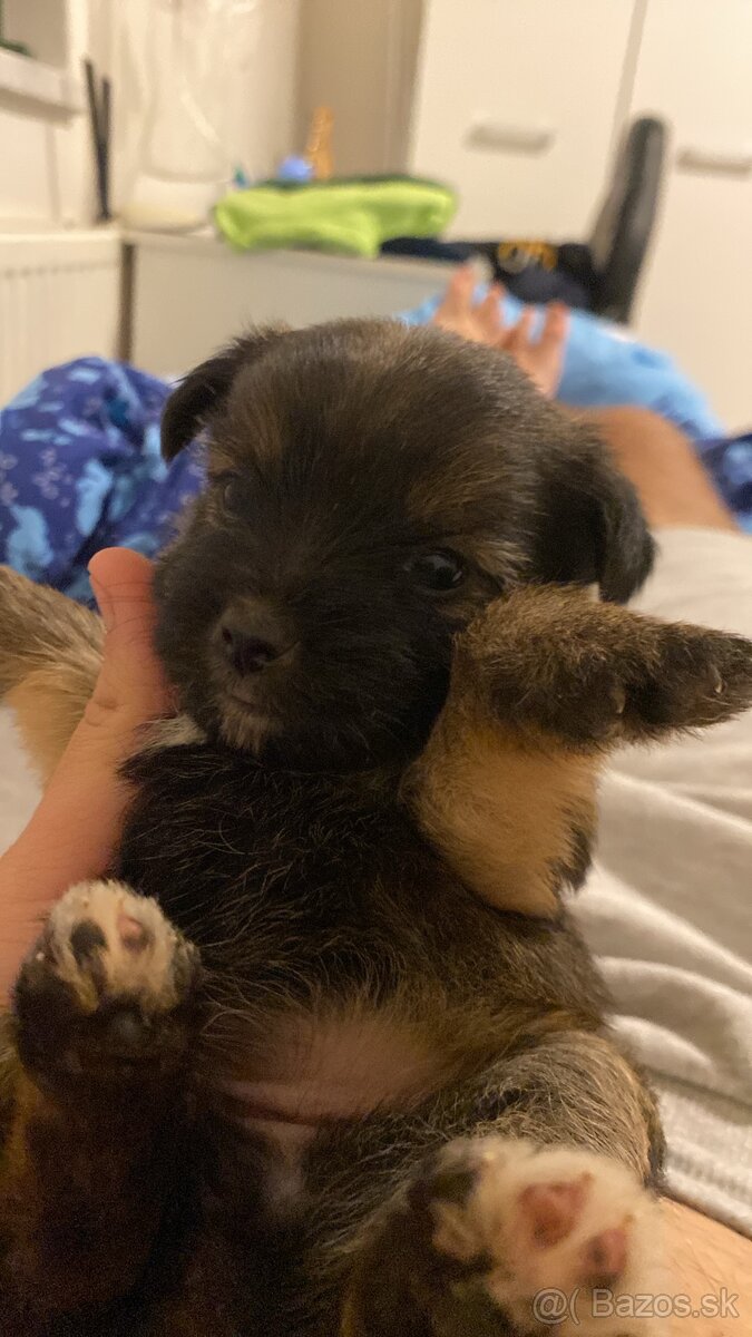 Predám šteniatka Yorkšira - 8