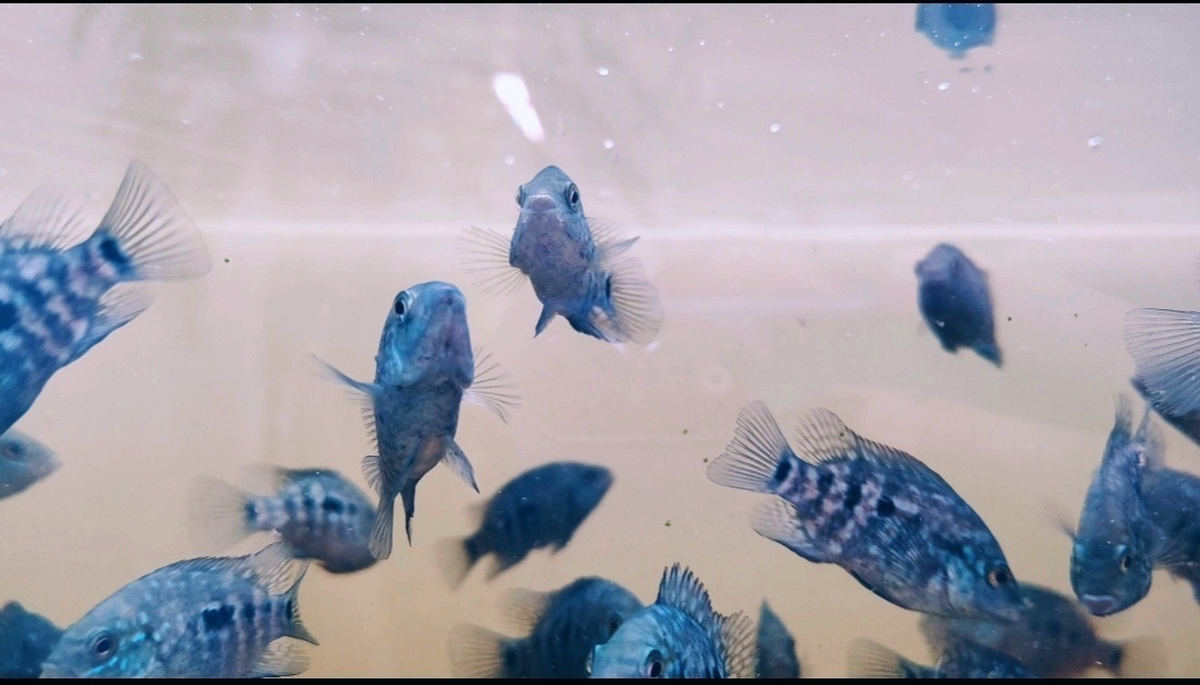 ‼️TOP RYBY ‼️ - 8